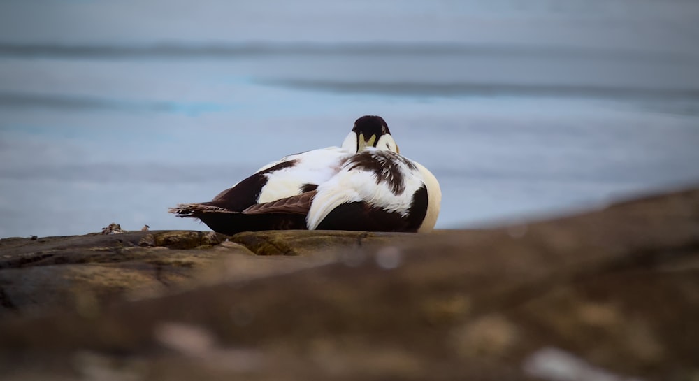 a bird sitting on a rock near the water