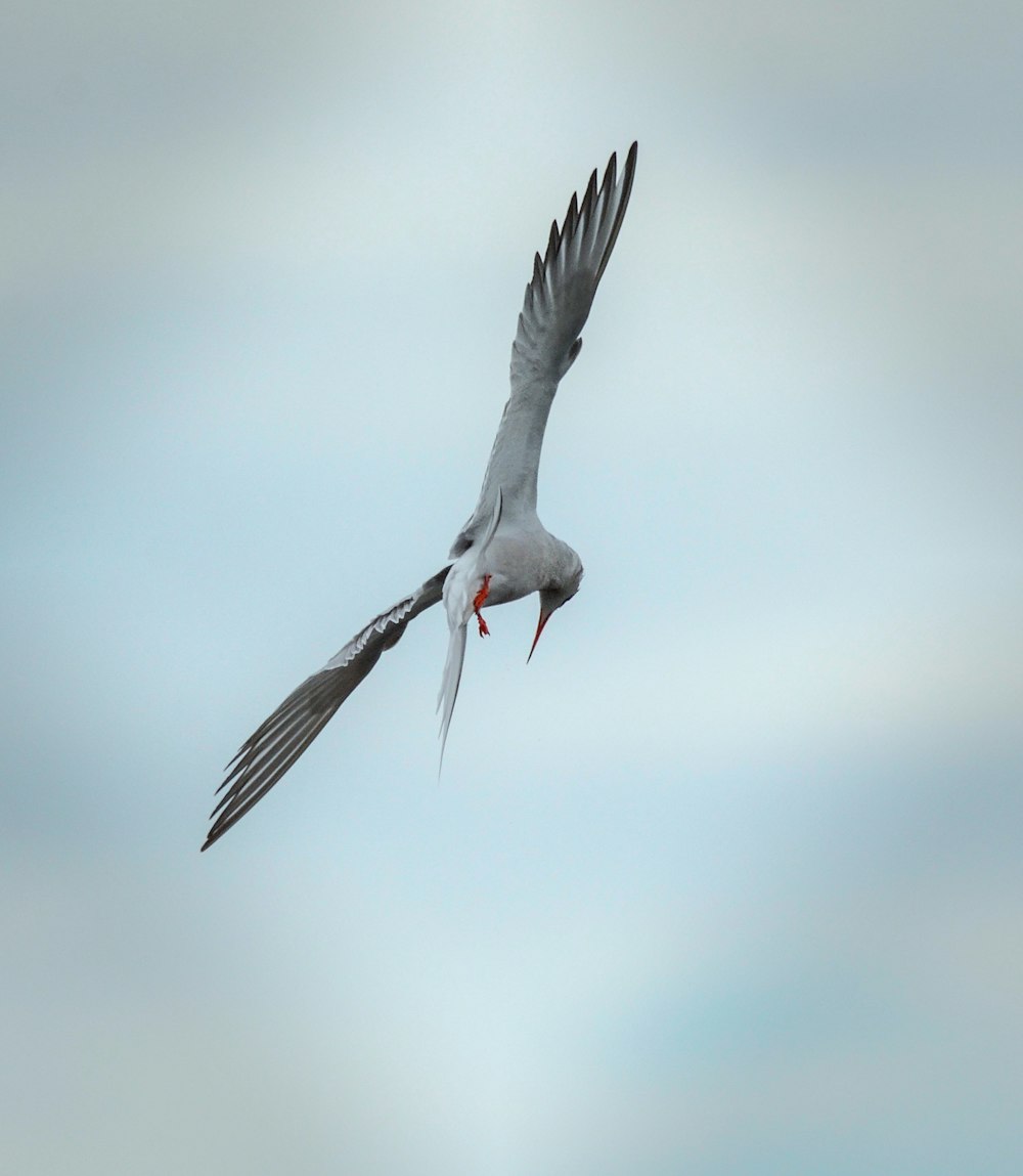 a bird flying through the air with its wings spread