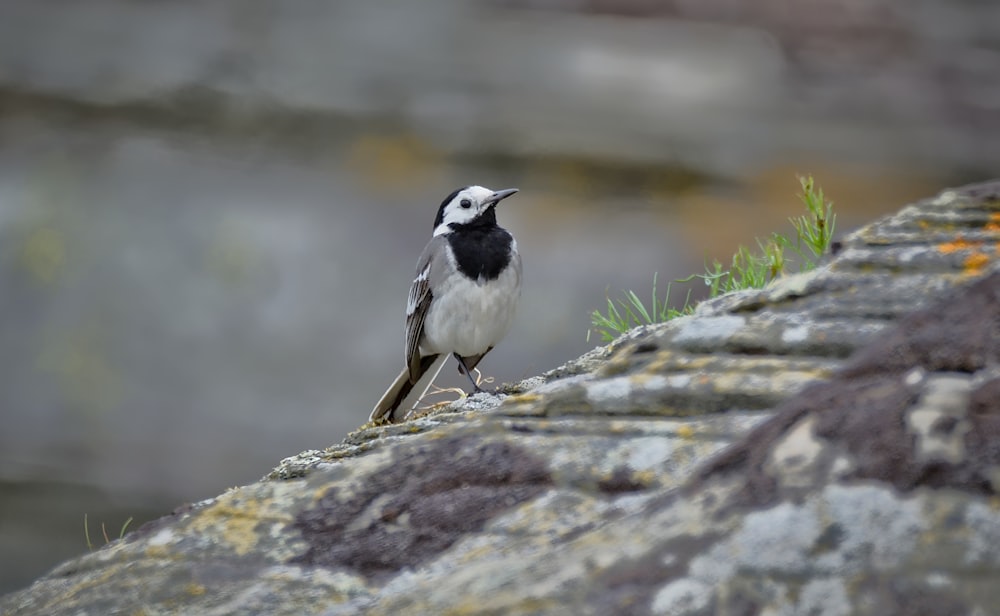 a small black and white bird sitting on a rock