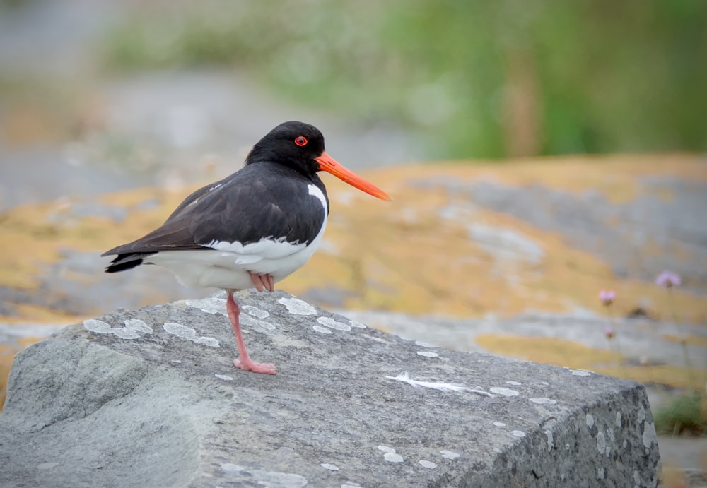 a black and white bird standing on a rock