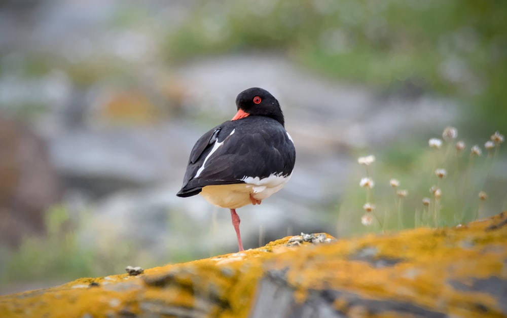 a black and white bird standing on a rock