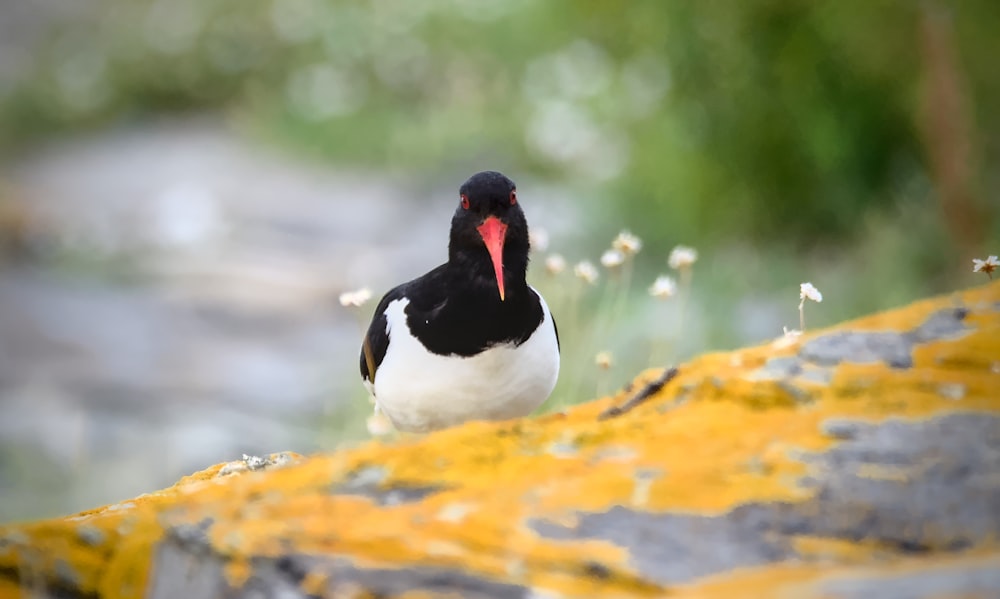 a black and white bird sitting on a rock