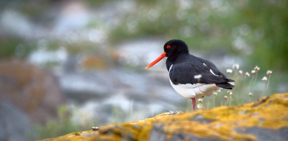 a black and white bird standing on a rock