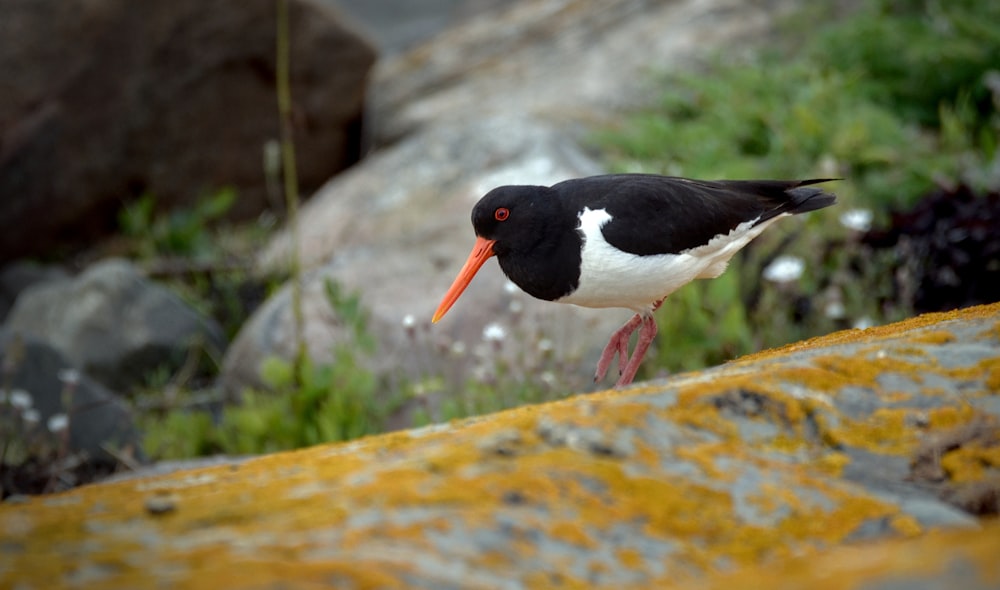 a black and white bird standing on a rock