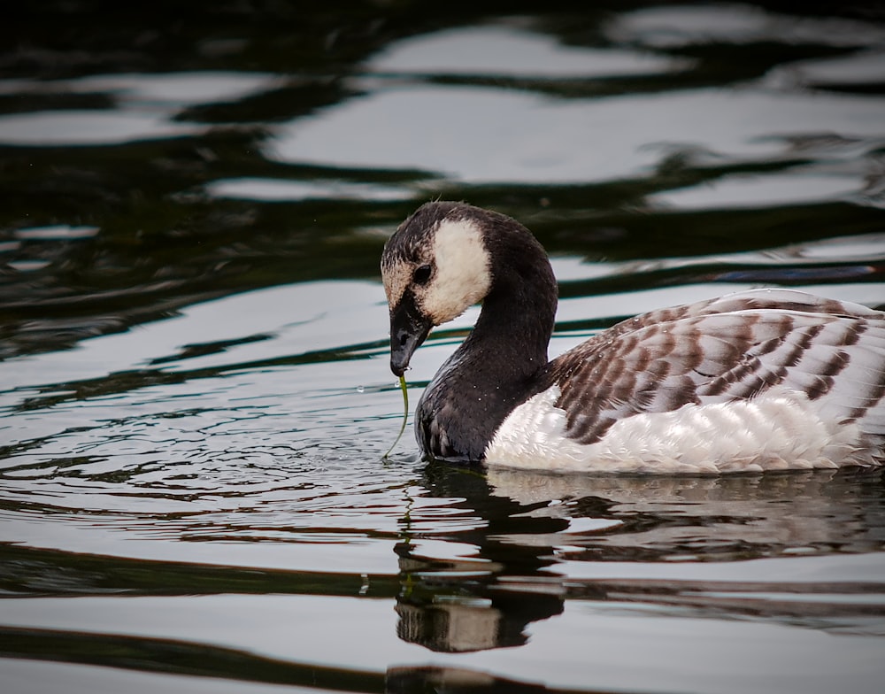 a black and white duck floating on top of a body of water