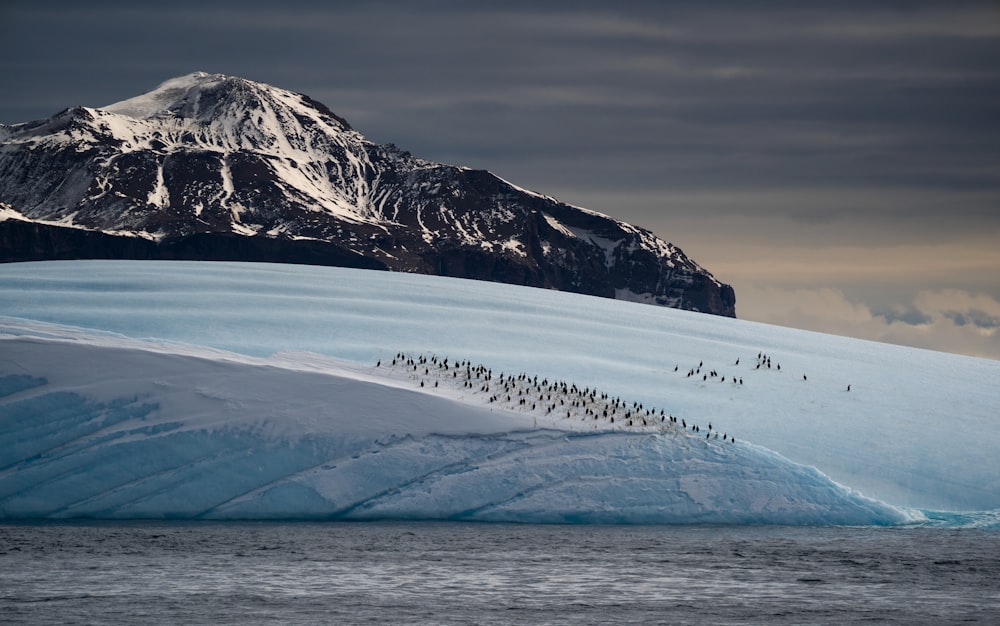 a large group of birds standing on top of an iceberg
