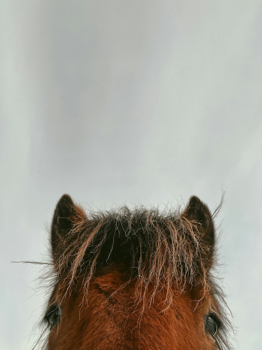 a close up of a horse's head with a sky background