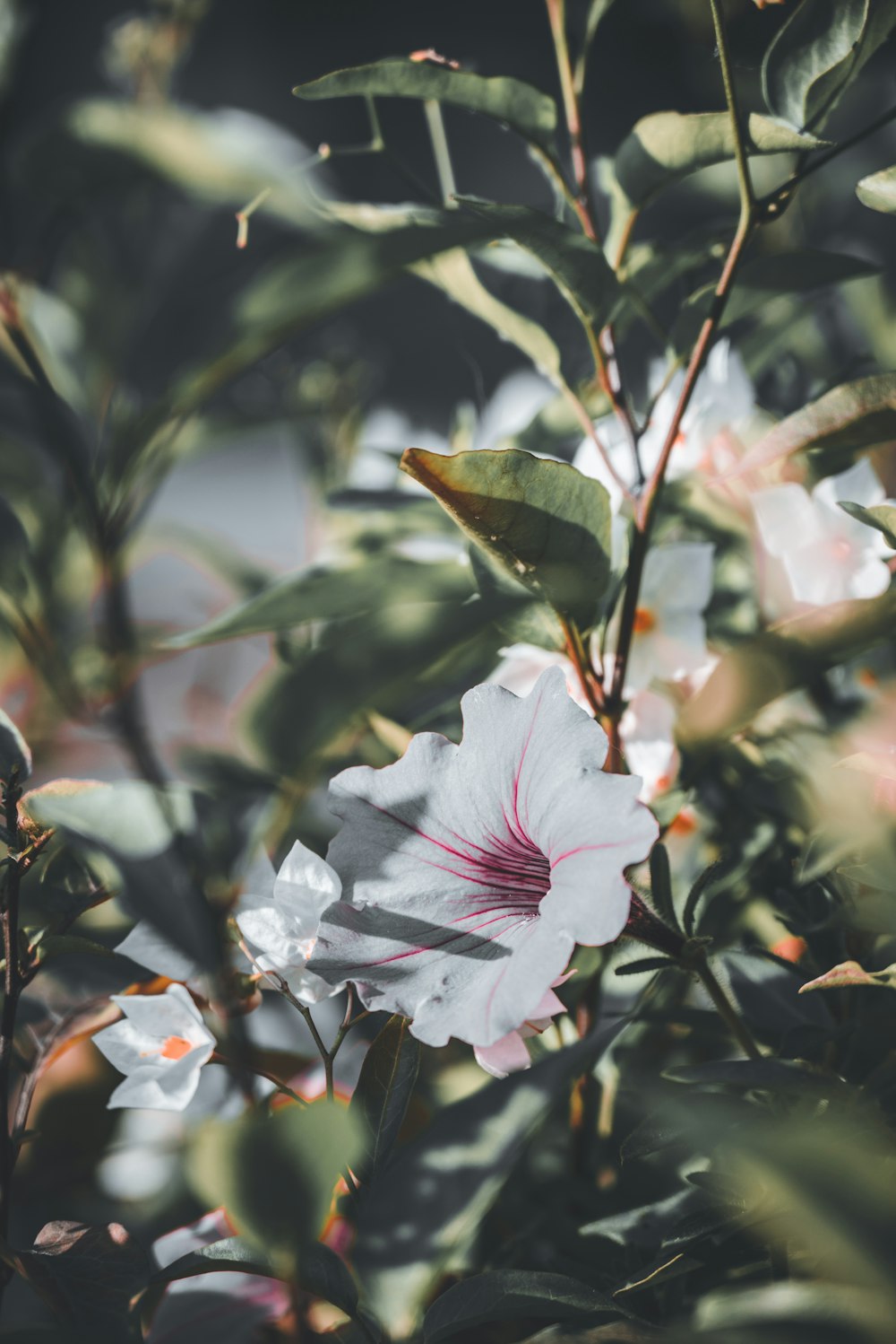 uma flor branca com um centro rosa cercado por folhas verdes