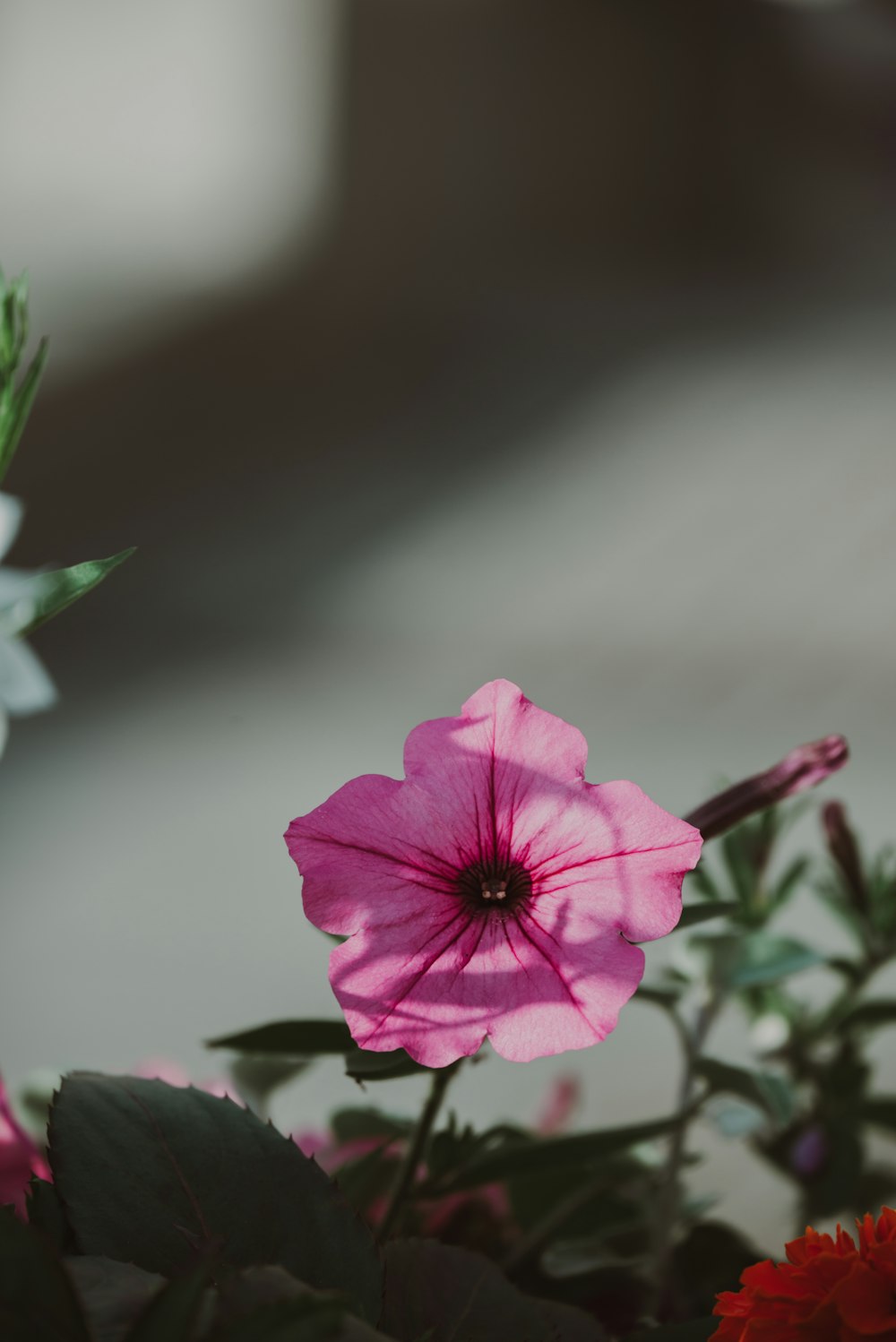 um close up de uma flor rosa com folhas verdes