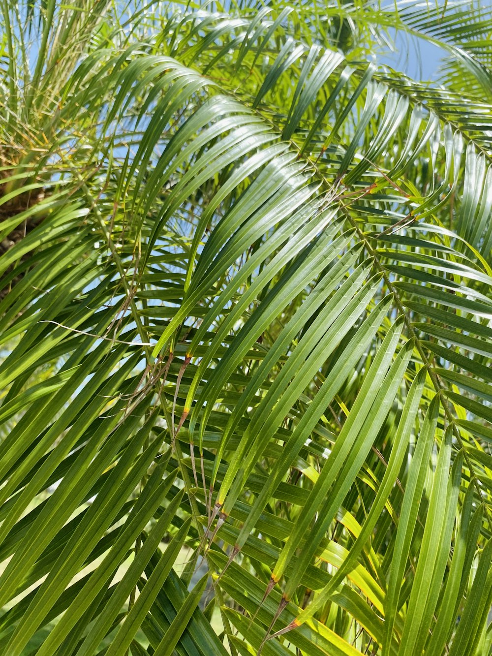 a close up of a palm tree with lots of leaves