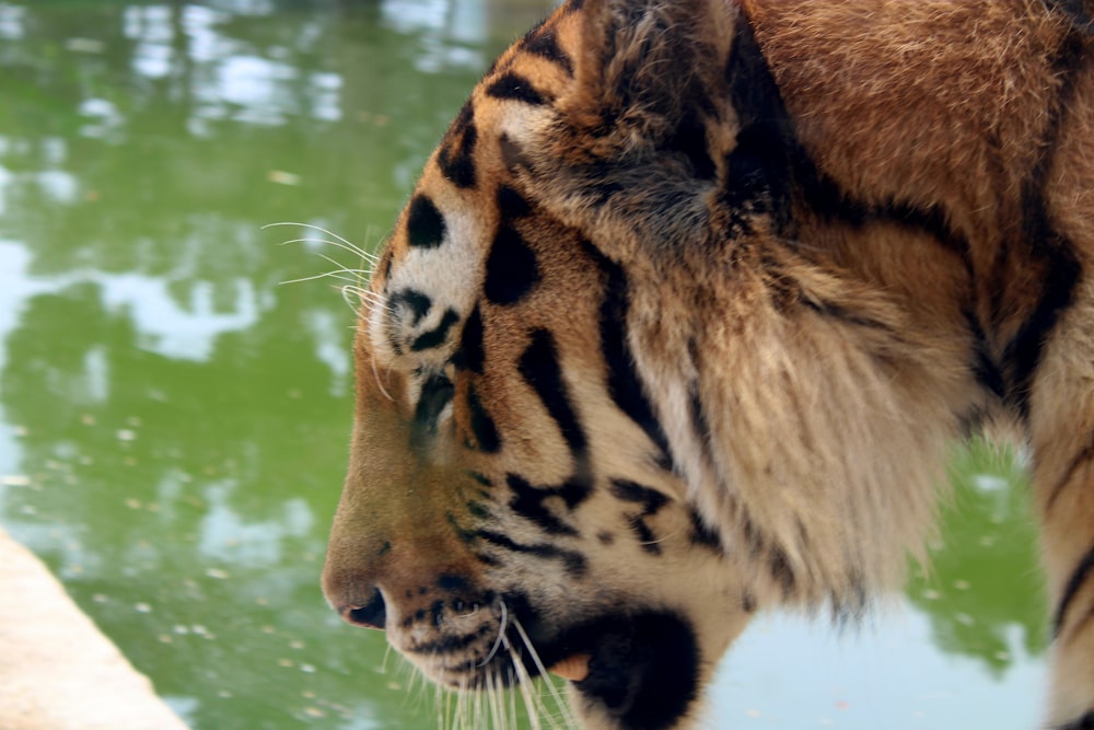 a close up of a tiger near a body of water