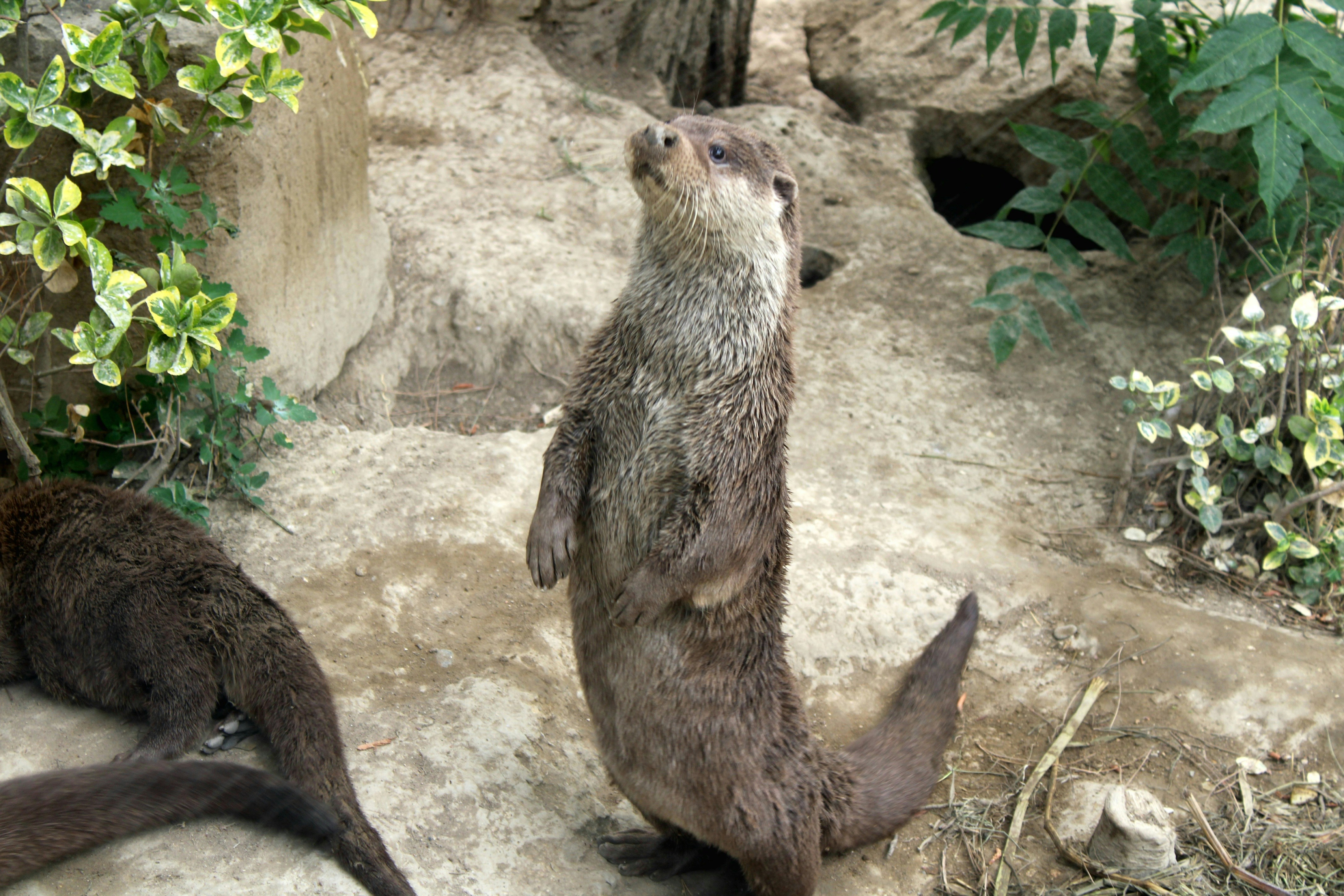 a couple of animals that are standing up