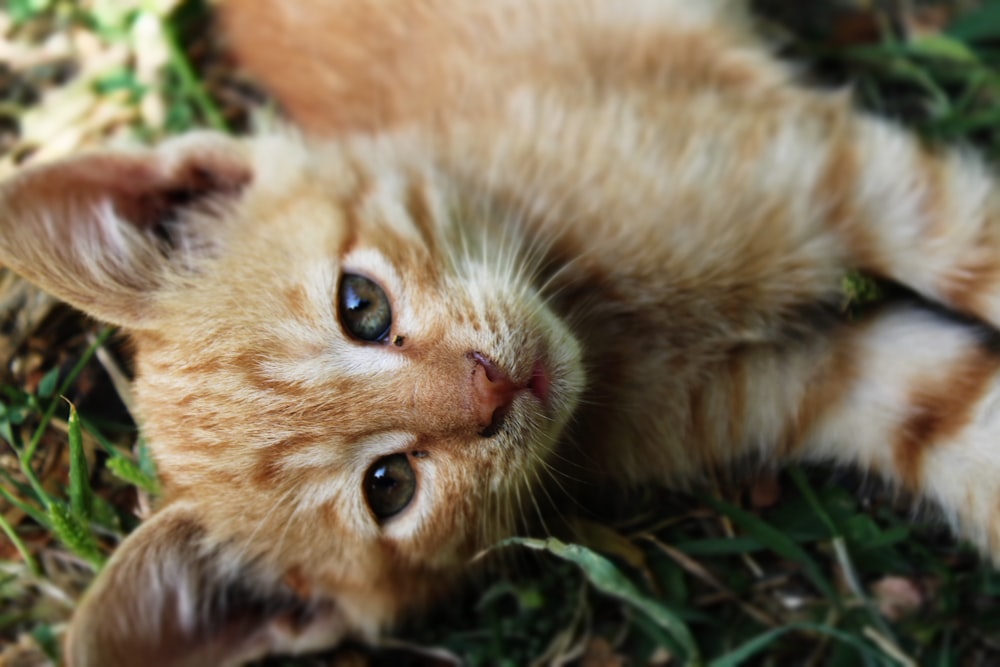 a kitten laying on its back on the ground