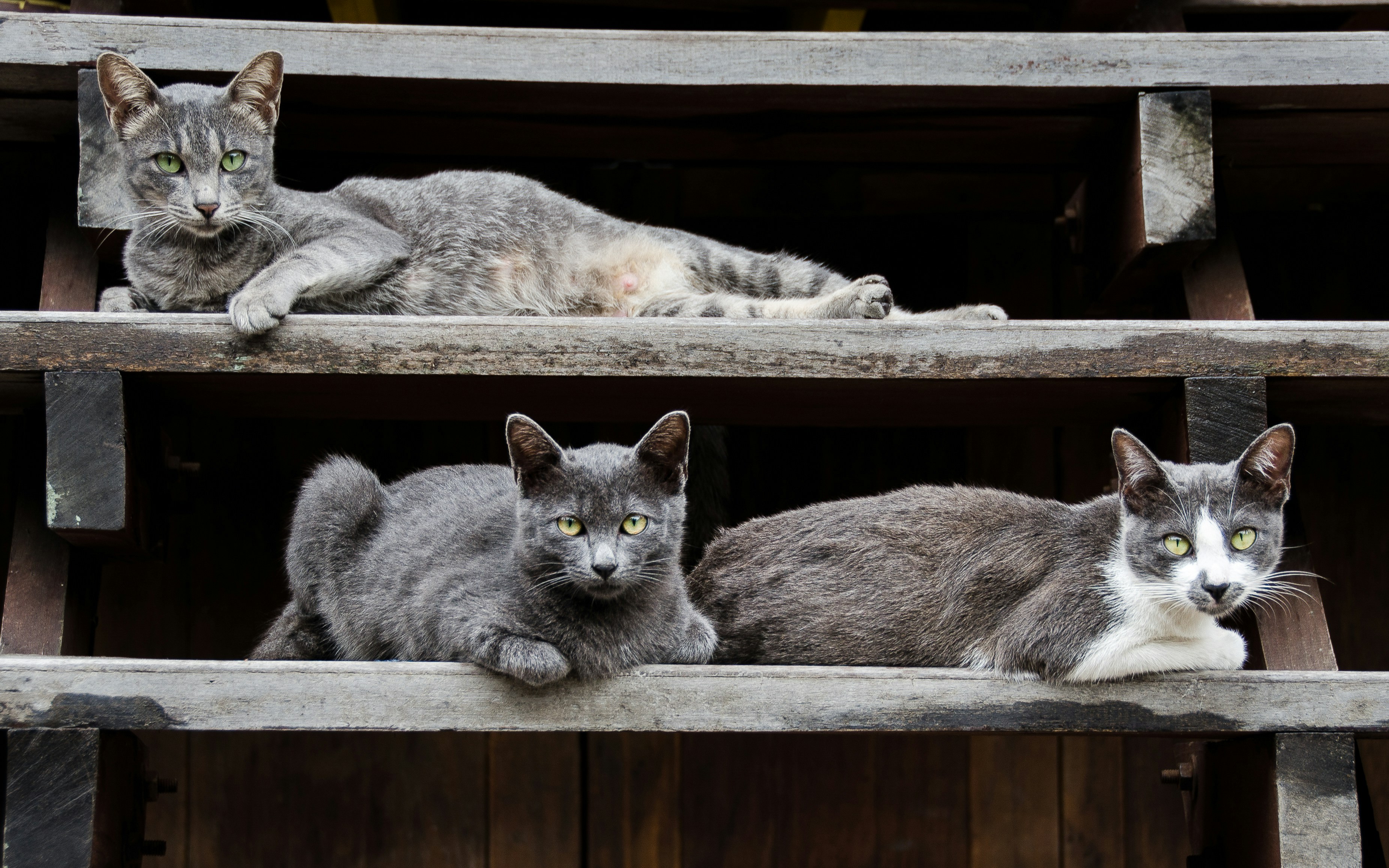 a group of cats sitting on top of a wooden shelf, Three charming cats gracefully posing on the stairs in Chiang Mai, Thailand
