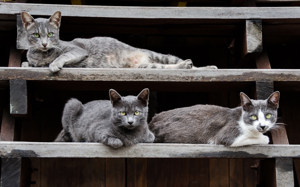 eine gruppe von katzen, die auf einem holzregal sitzen