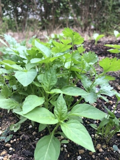 A collection of green leafy plants growing in a garden setting, surrounded by soil and small pebbles. The background is slightly blurred, suggesting a natural outdoor environment with bushes and grass.