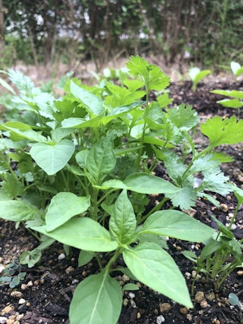 A collection of green leafy plants growing in a garden setting, surrounded by soil and small pebbles. The background is slightly blurred, suggesting a natural outdoor environment with bushes and grass.
