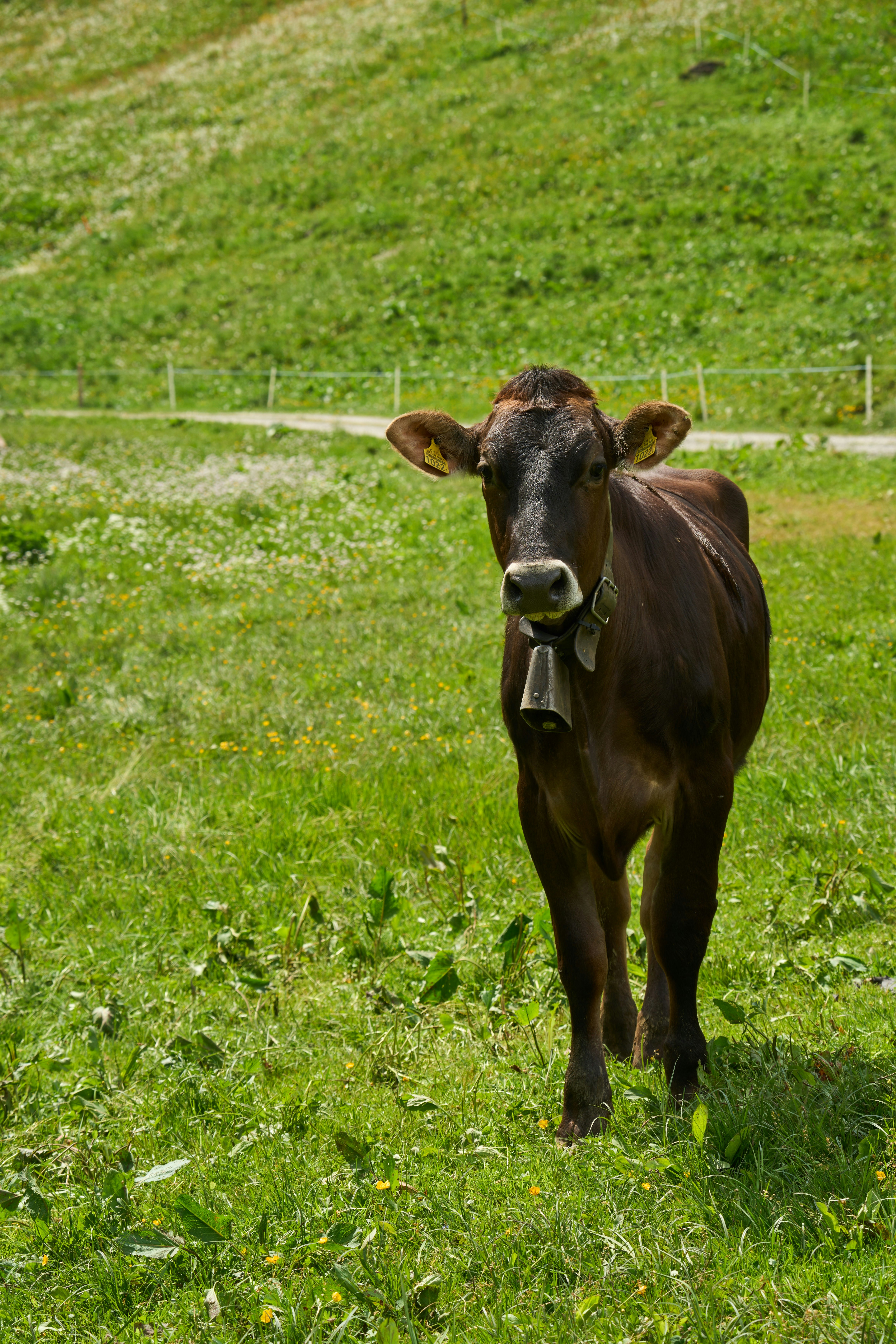 Photo by wolfgang_hasselmann