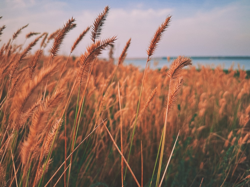 a field of tall grass with a body of water in the background