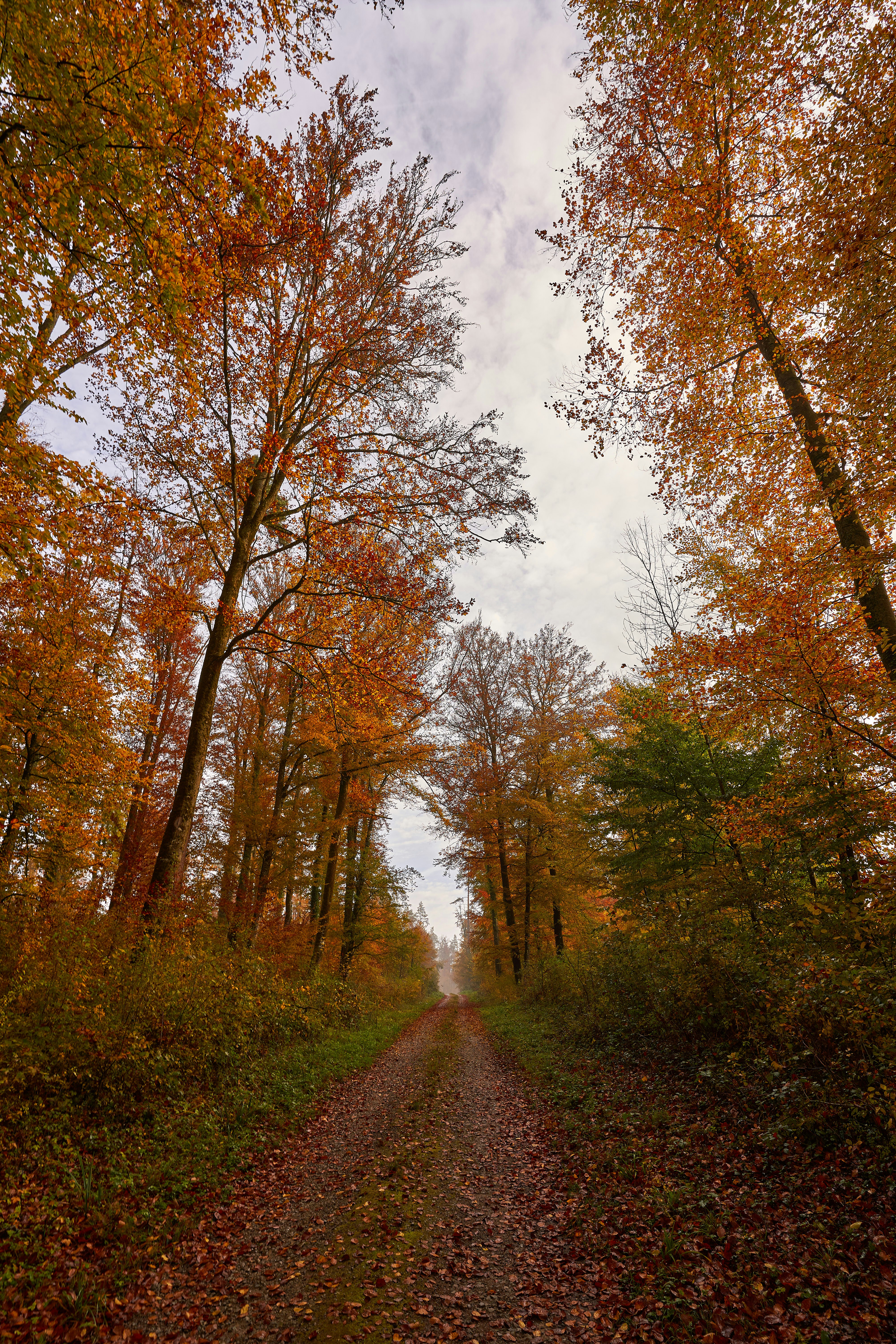 Photo by wolfgang_hasselmann