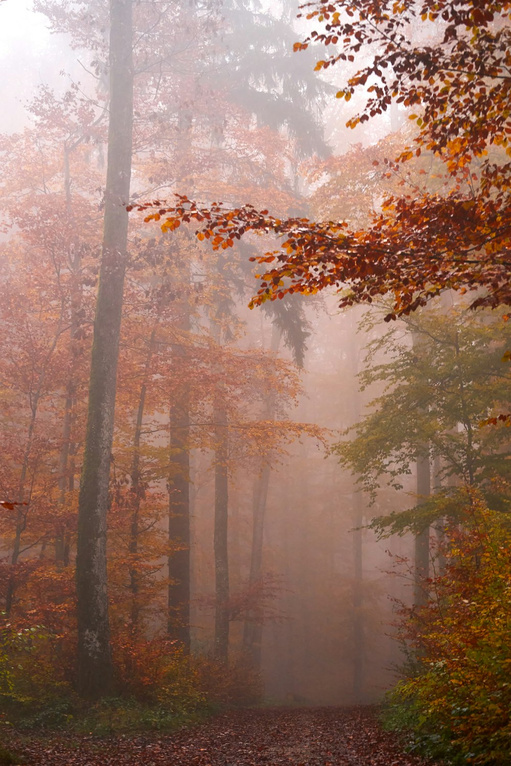 a foggy forest filled with lots of trees