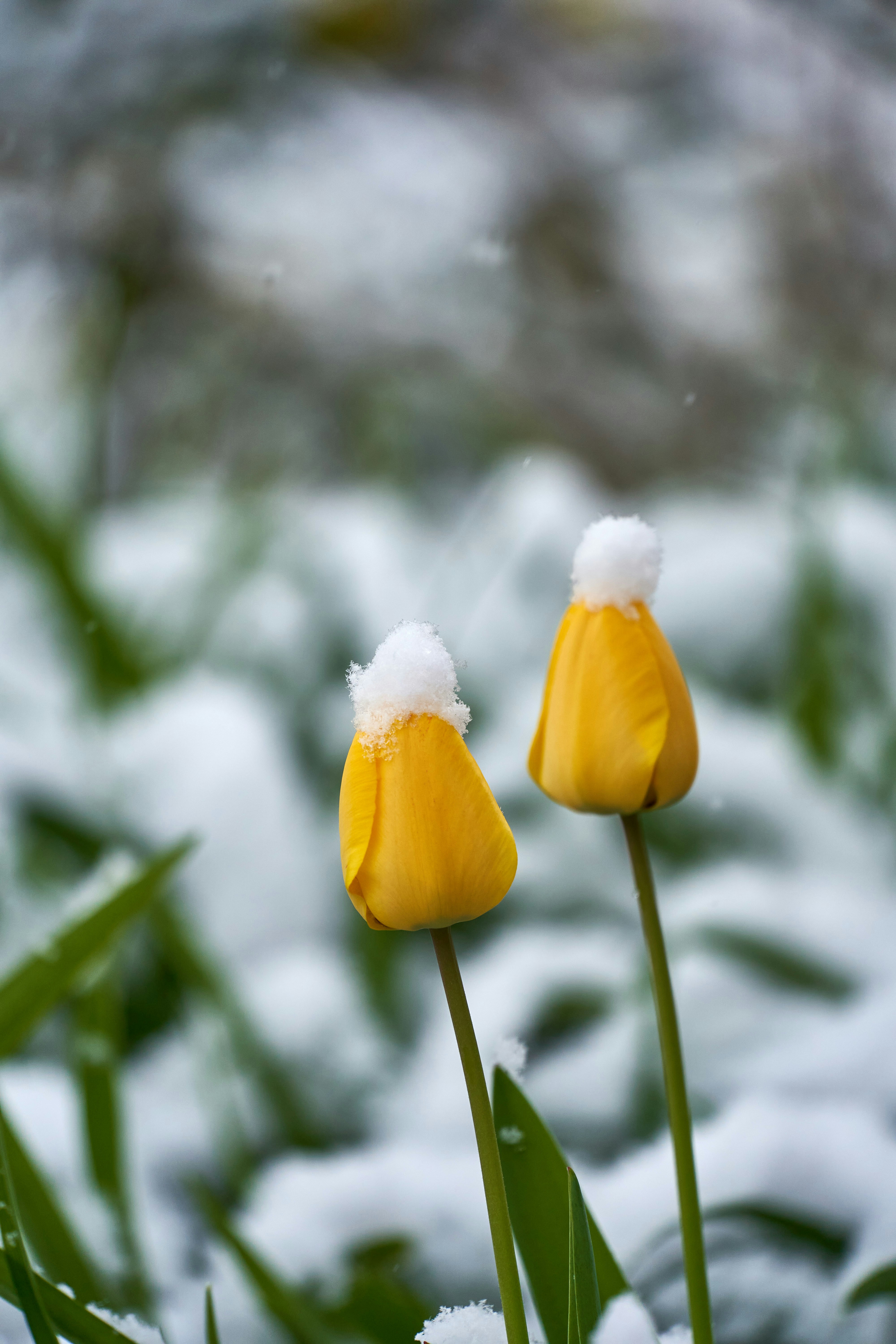 Photo by wolfgang_hasselmann