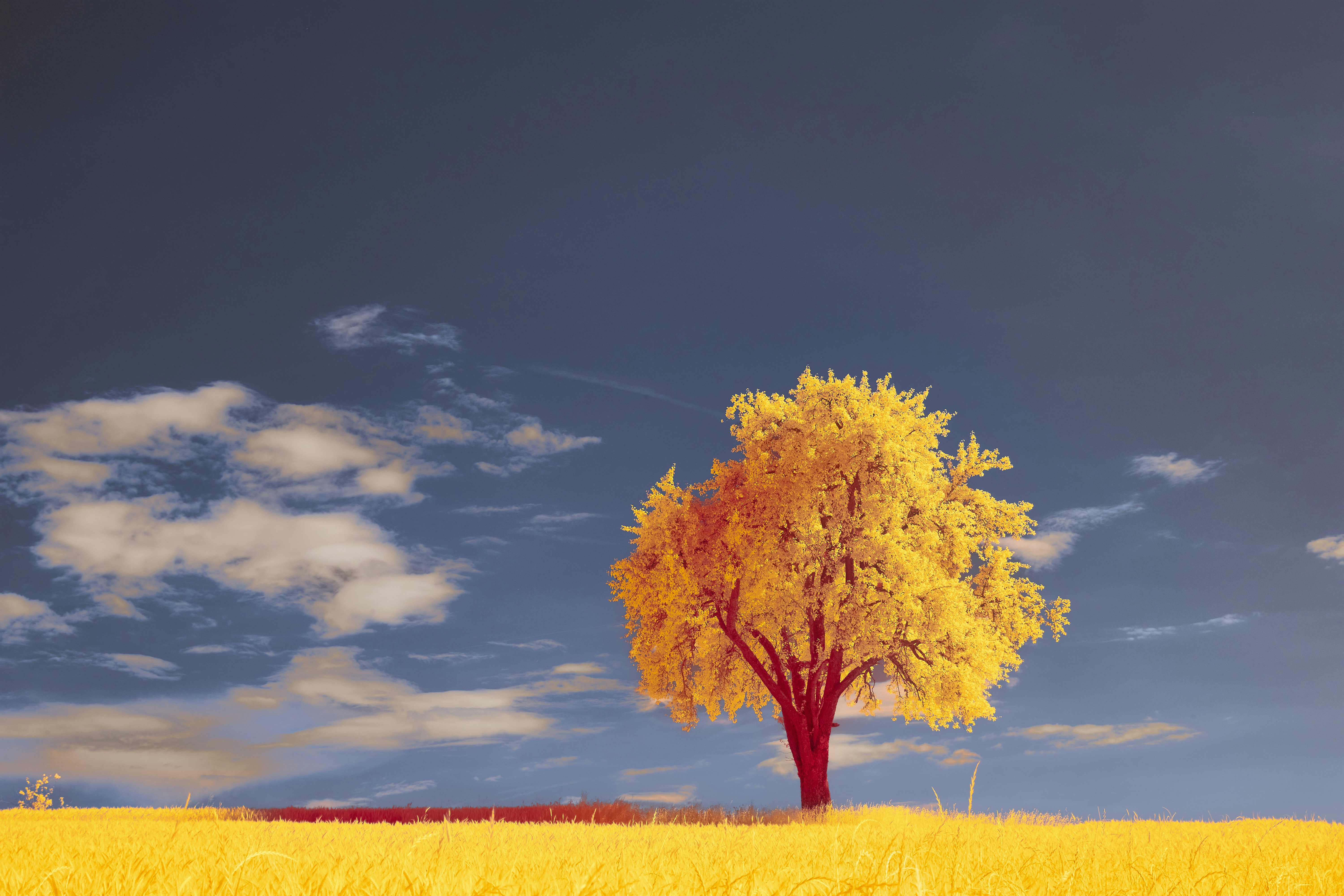 Photo by wolfgang_hasselmann