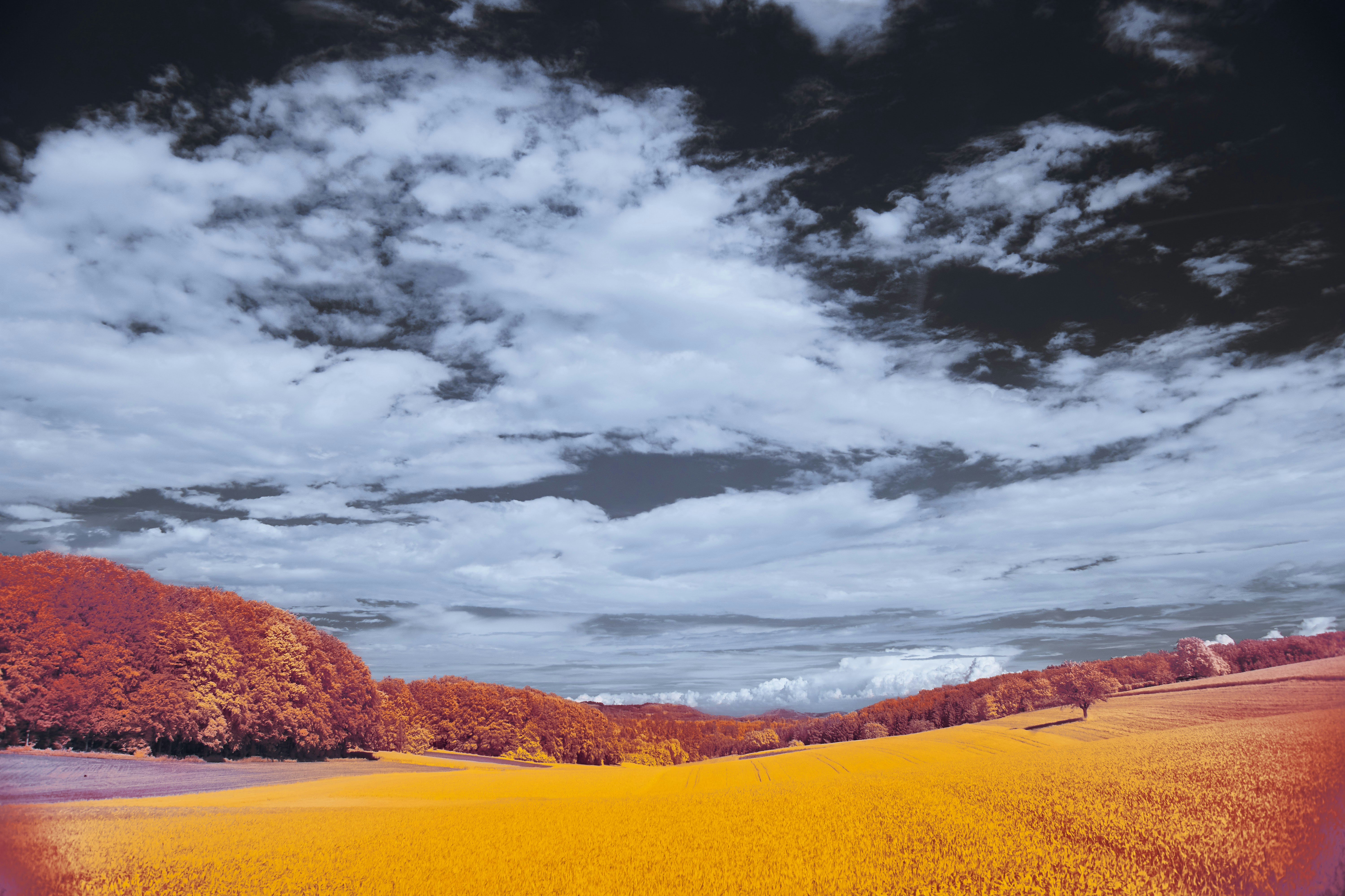 Photo by wolfgang_hasselmann