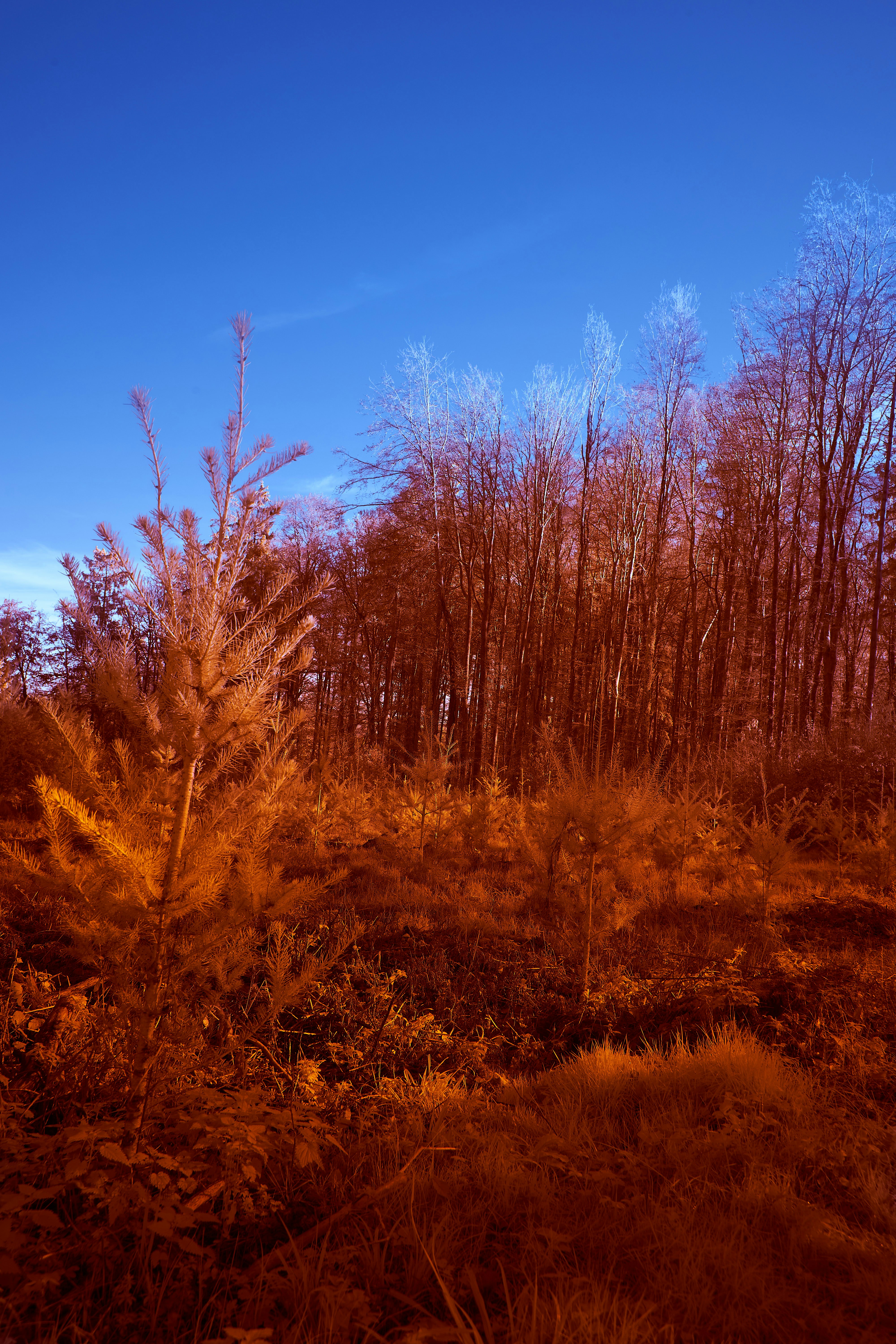 Photo by wolfgang_hasselmann