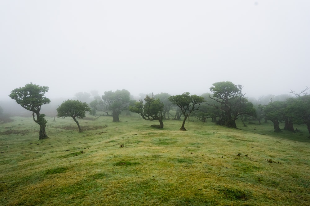 a grassy field with trees in the fog