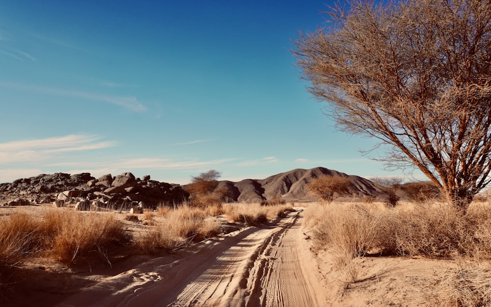 a dirt road in the middle of a desert