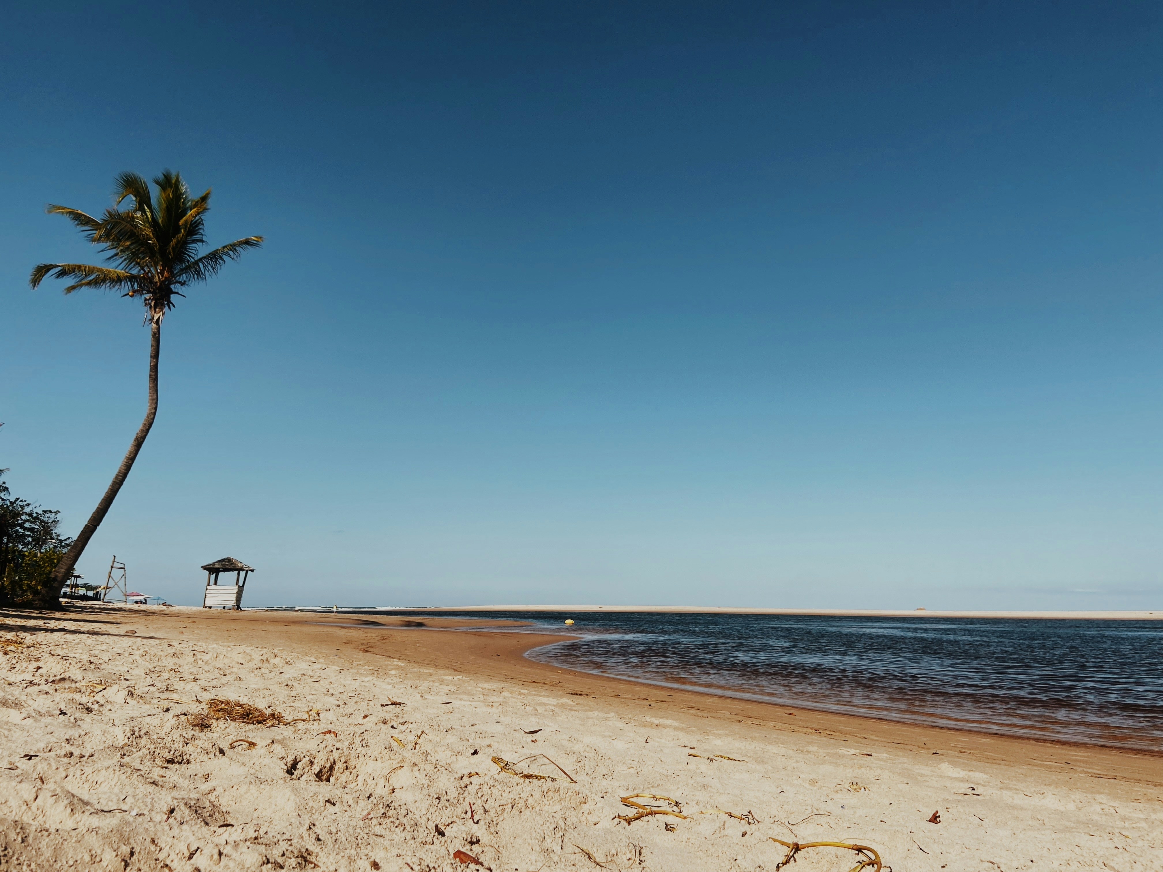 una spiaggia con una palma e una torre di salvataggio