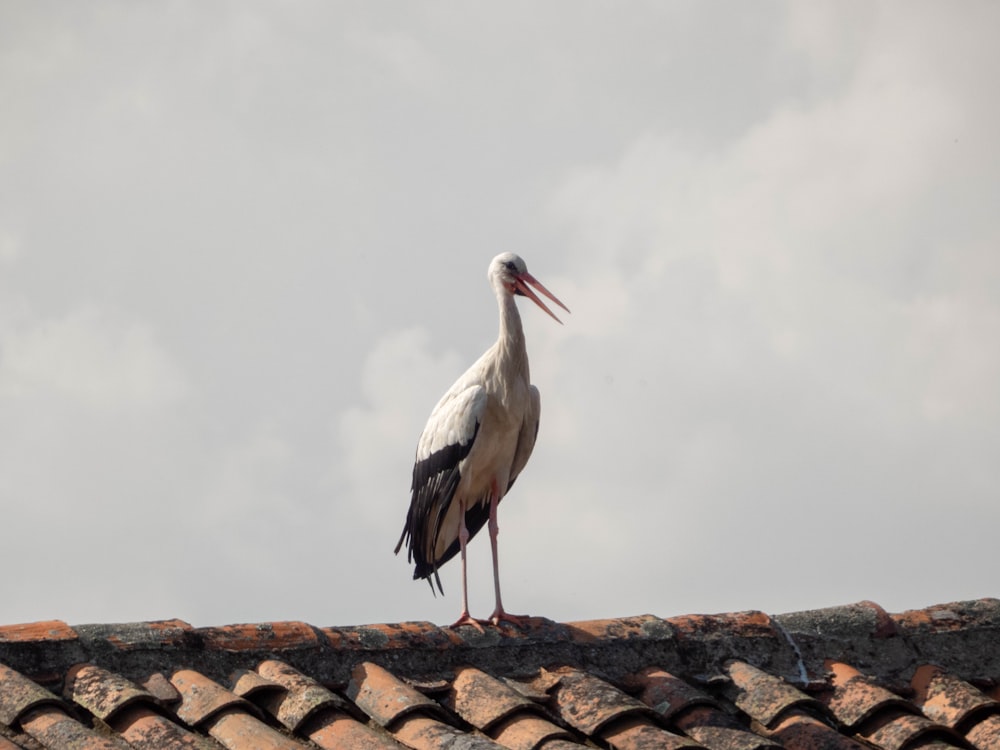 a large bird standing on top of a roof