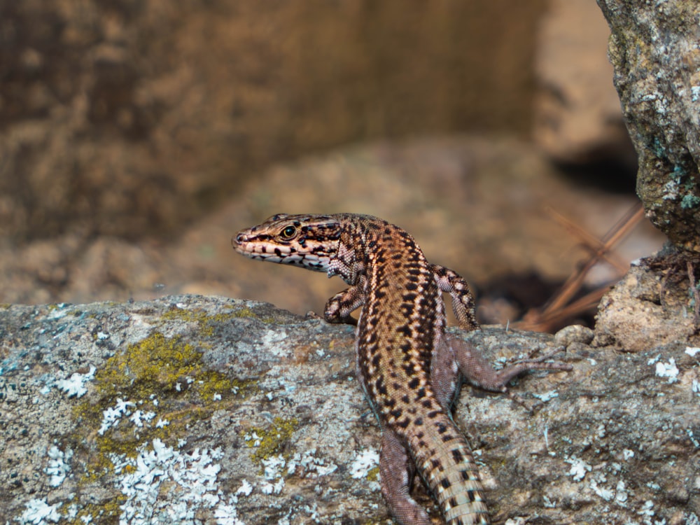 a small lizard is sitting on a rock