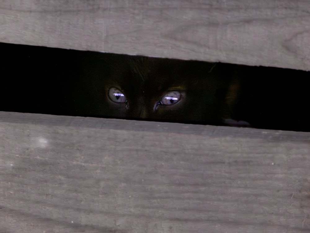 a close up of a cat's eyes peeking out from behind a piece of
