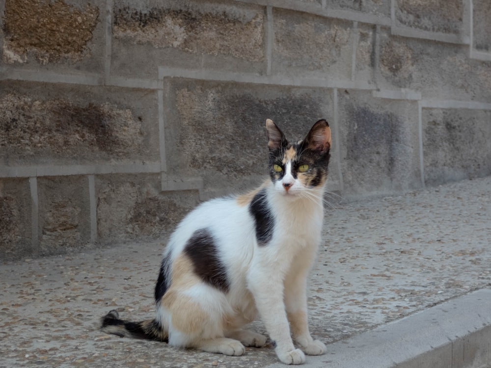 a cat sitting on the ground next to a wall