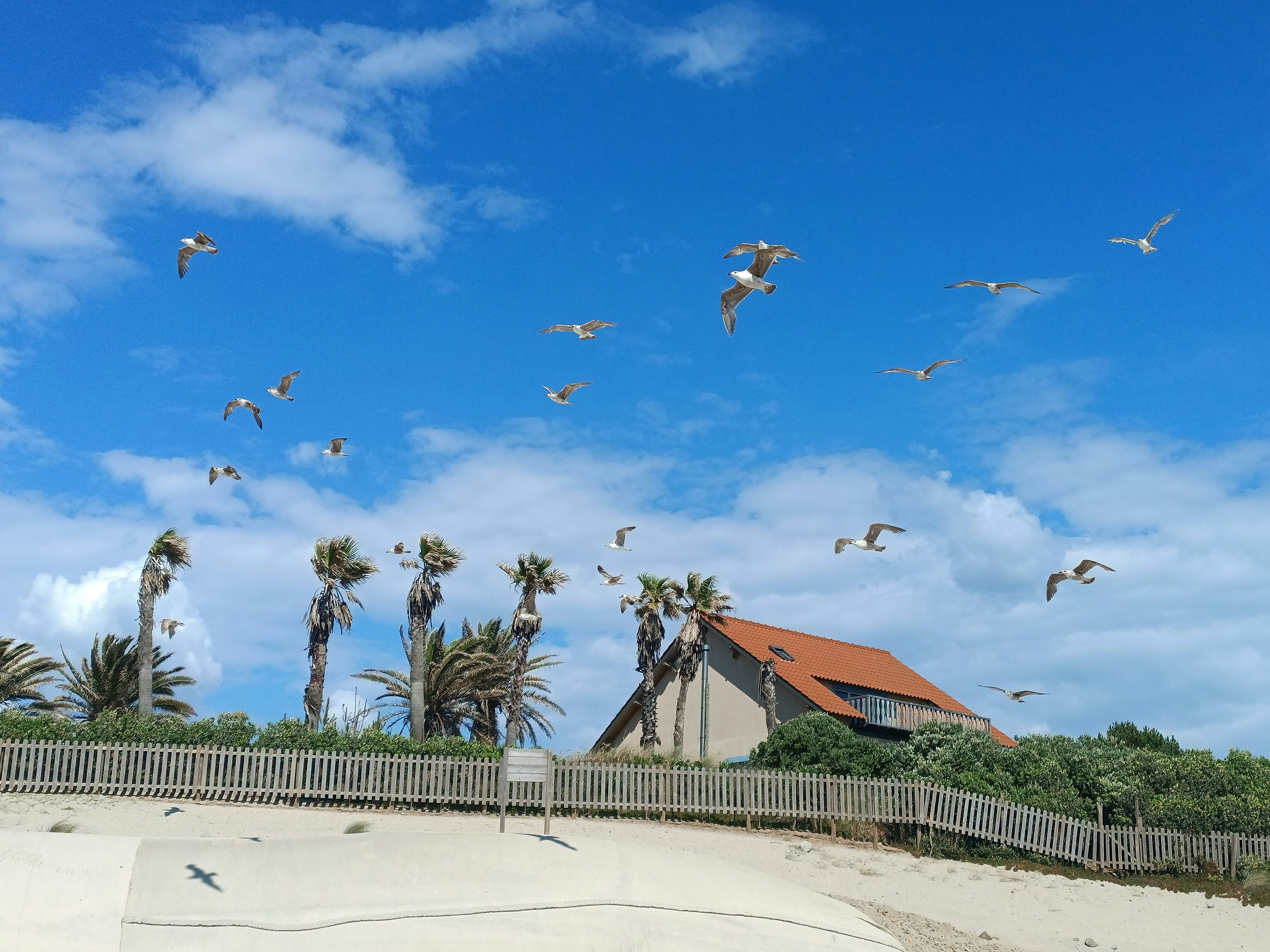 A flock of birds flying over a sandy beach photo – Free Praia da ...