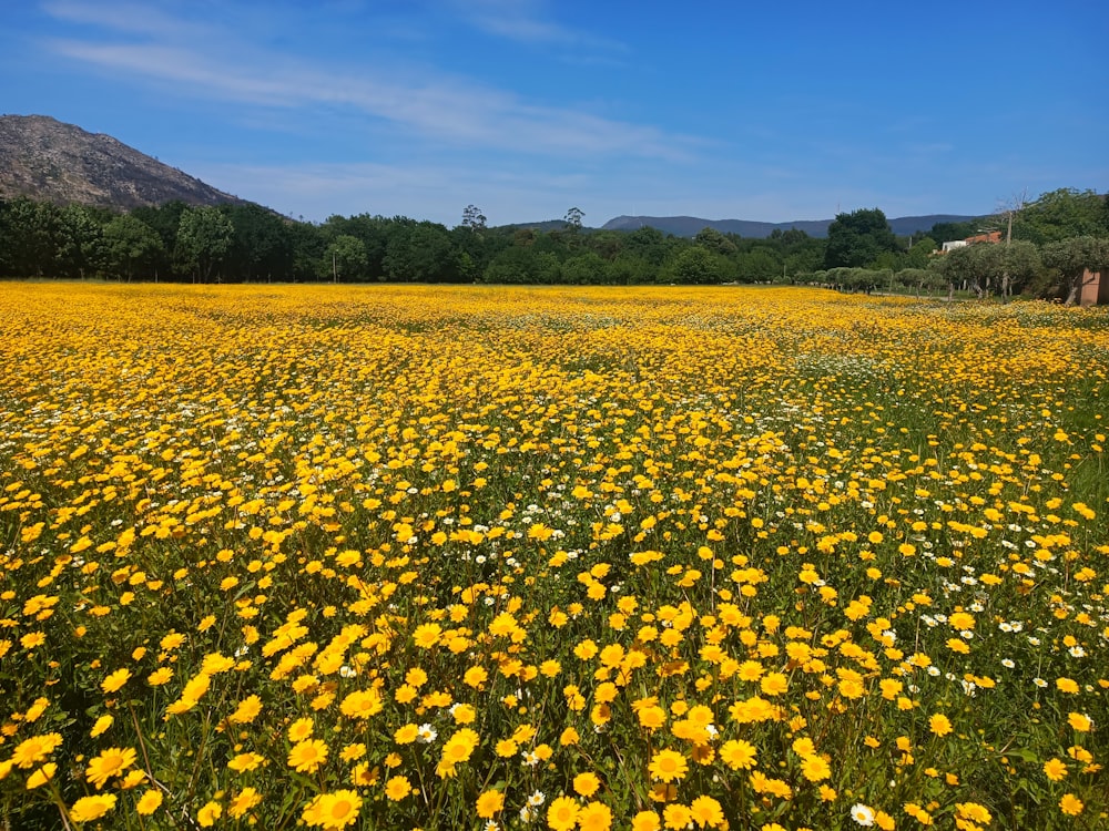 a field full of yellow flowers under a blue sky