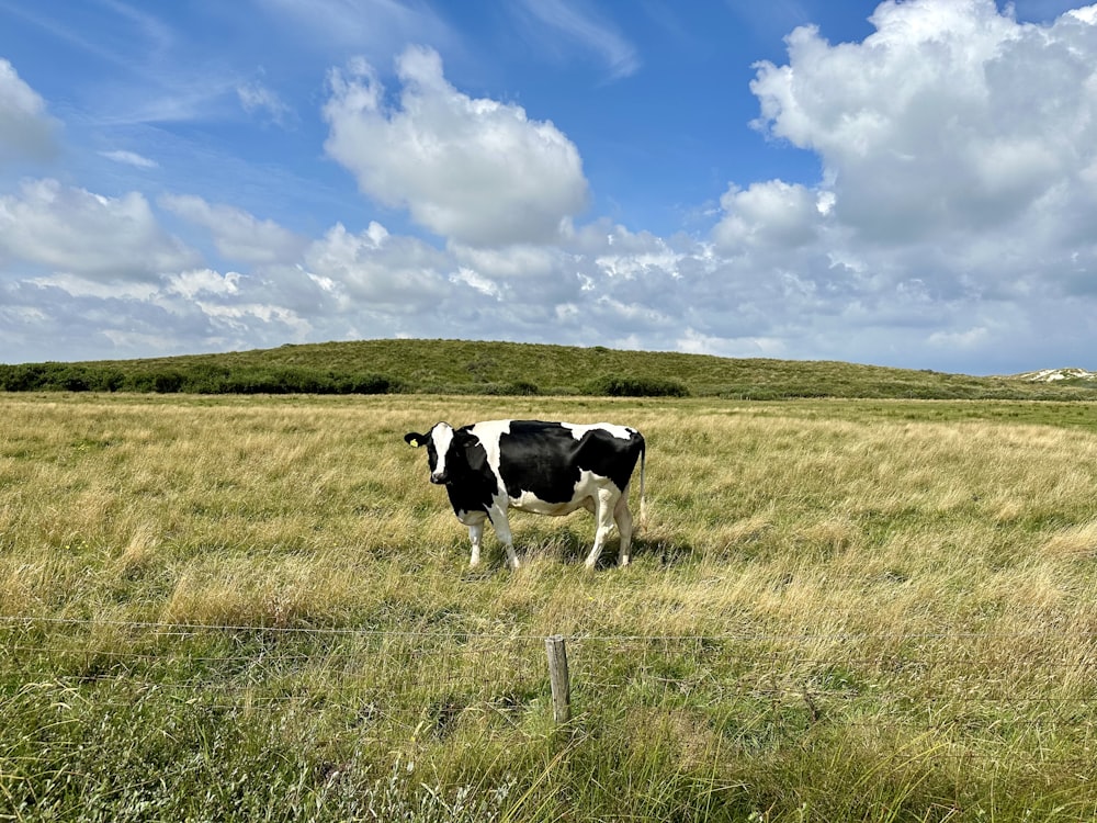 a black and white cow standing on top of a grass covered field