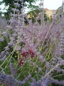 A dense field of lavender flowers with their delicate purple blossoms contrasting against green foliage. In the background, a building with a light-colored facade is partially visible among trees, suggesting a garden or park setting.