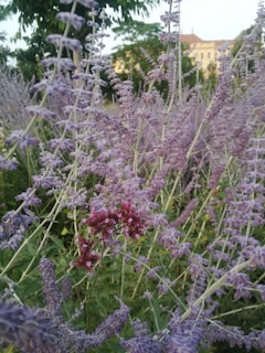 A dense field of lavender flowers with their delicate purple blossoms contrasting against green foliage. In the background, a building with a light-colored facade is partially visible among trees, suggesting a garden or park setting.