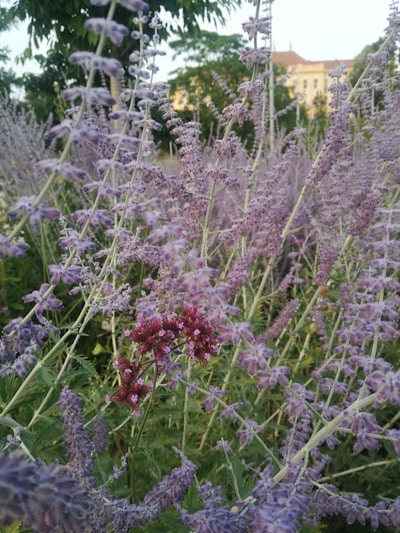 A dense field of lavender flowers with their delicate purple blossoms contrasting against green foliage. In the background, a building with a light-colored facade is partially visible among trees, suggesting a garden or park setting.