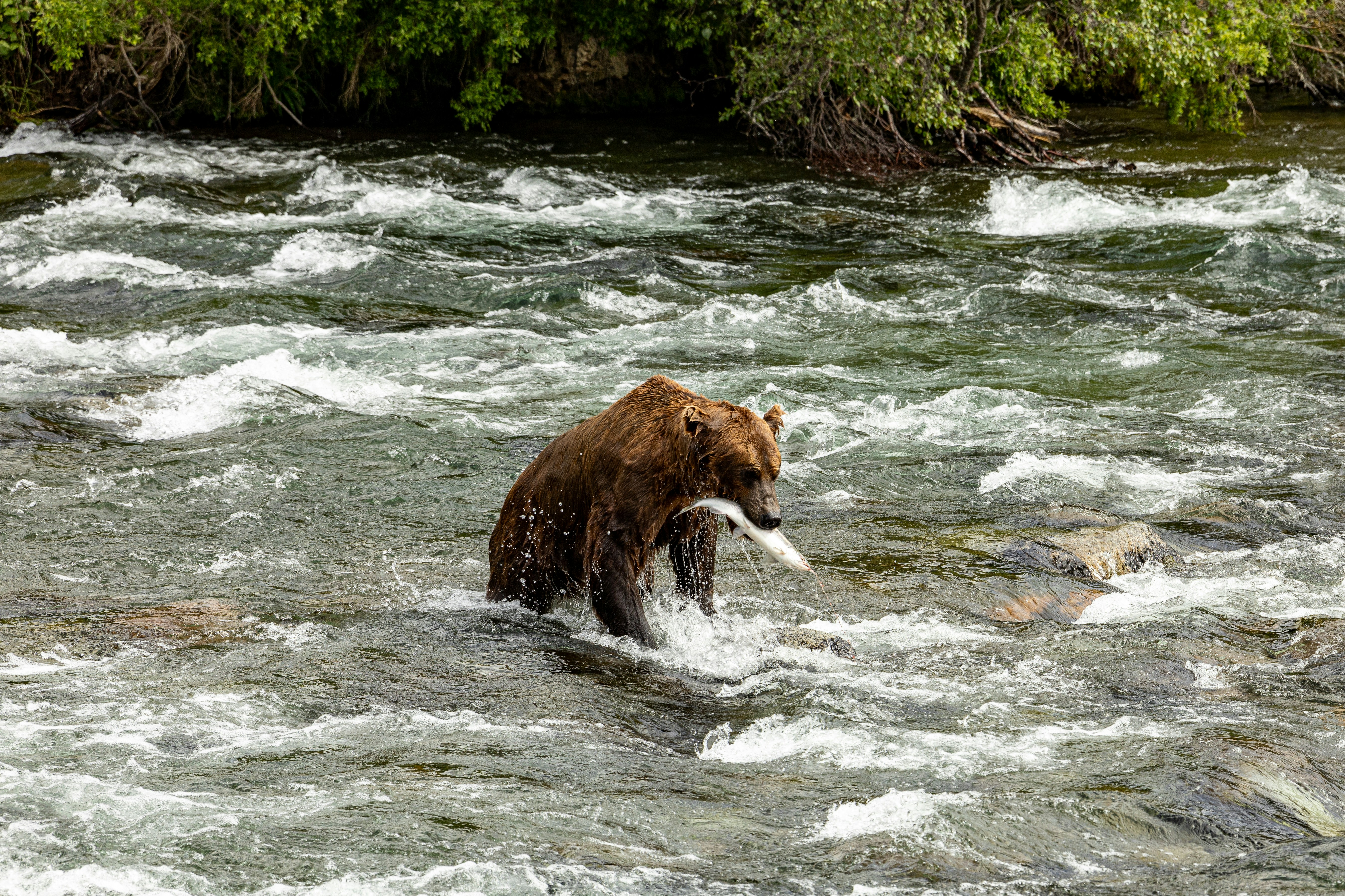 a brown bear in a river with a fish in it