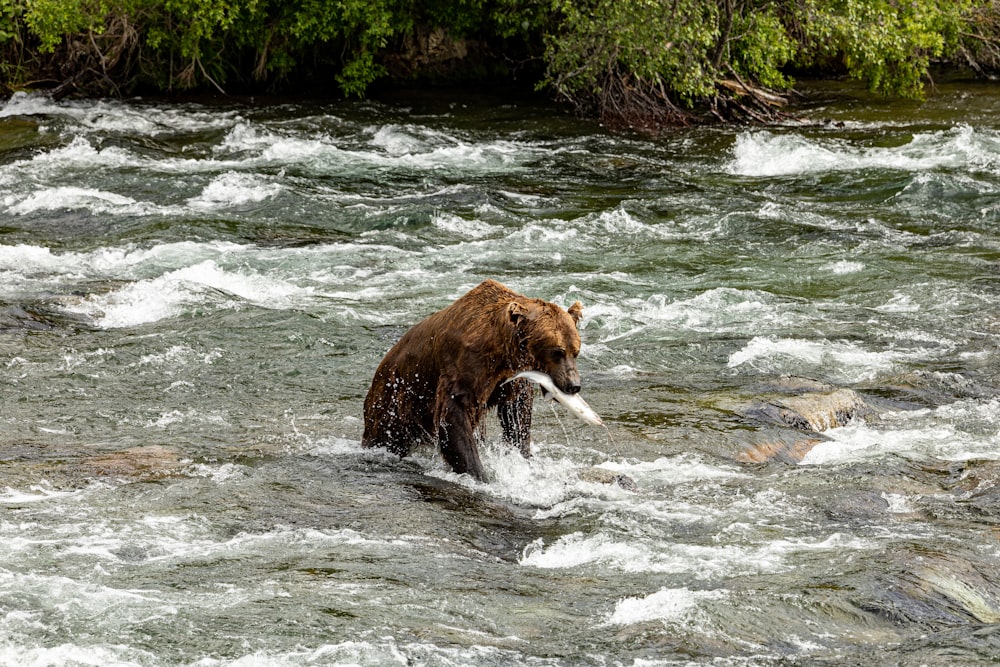 a brown bear in a river with a fish in it's mouth