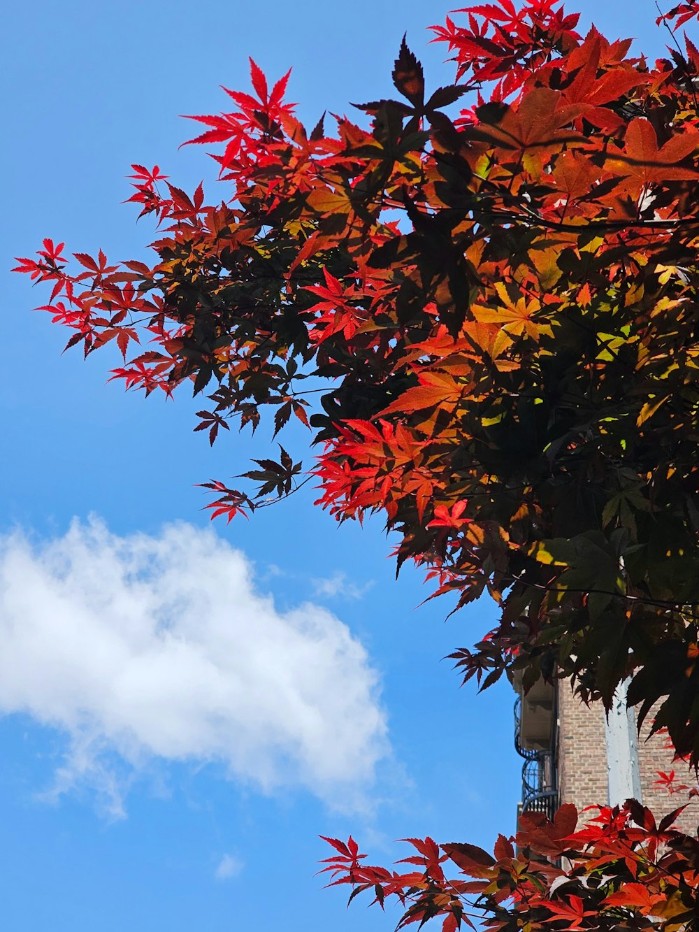 a tree with red leaves in front of a blue sky