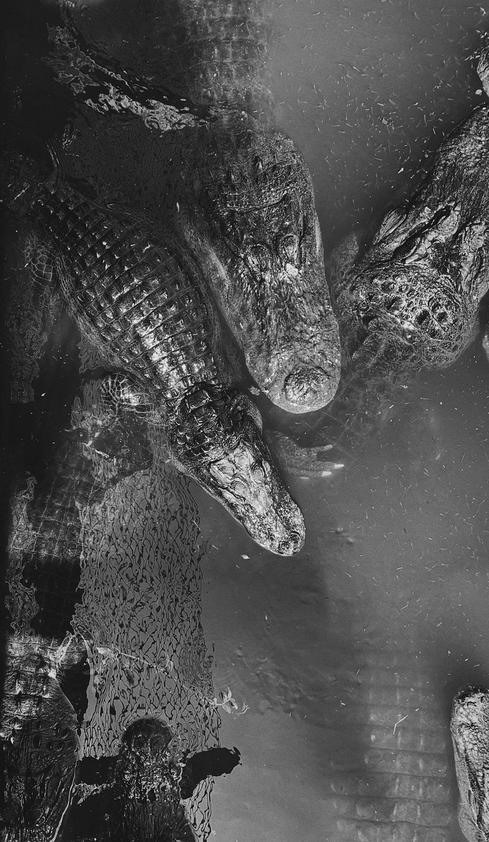 a group of alligators swimming in a body of water