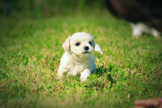 A fluffy white livestock guardian puppy sitting alert in a sunny field