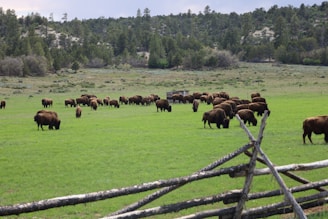Children observing the bison at the Zimbrărie, surrounded by lush greenery.