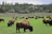 Couple watching a herd of bison grazing in a lush green Yellowstone meadow at sunset.