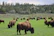 Couple watching a herd of bison grazing in a lush green Yellowstone meadow at sunset.